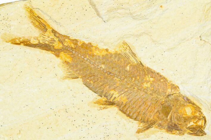 Detailed Fossil Fish (Knightia) - Wyoming #379447